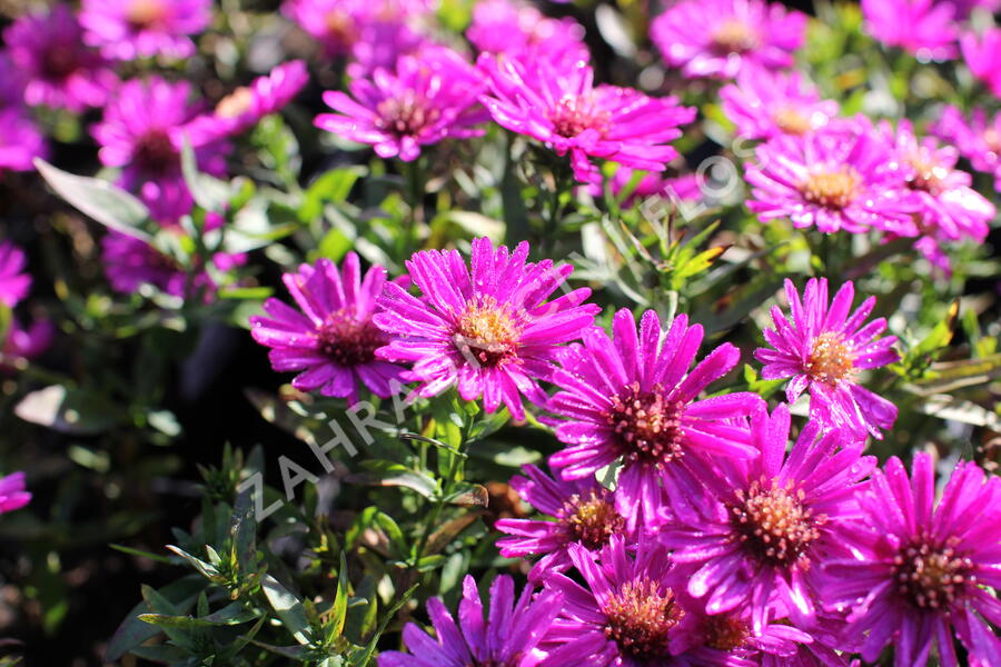 Hvězdnice keříčkovitá 'Starlight' - Aster dumosus 'Starlight'