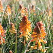 Kleopatřina jehla 'Poco Orange' - Kniphofia uvaria 'Poco Orange'