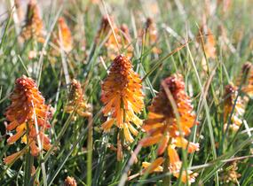 Kleopatřina jehla 'Poco Orange' - Kniphofia uvaria 'Poco Orange'