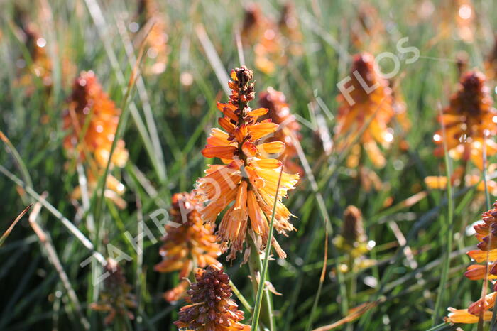 Kleopatřina jehla 'Poco Orange' - Kniphofia uvaria 'Poco Orange'
