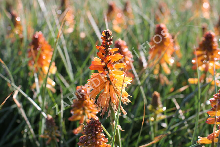Kleopatřina jehla 'Poco Orange' - Kniphofia uvaria 'Poco Orange'