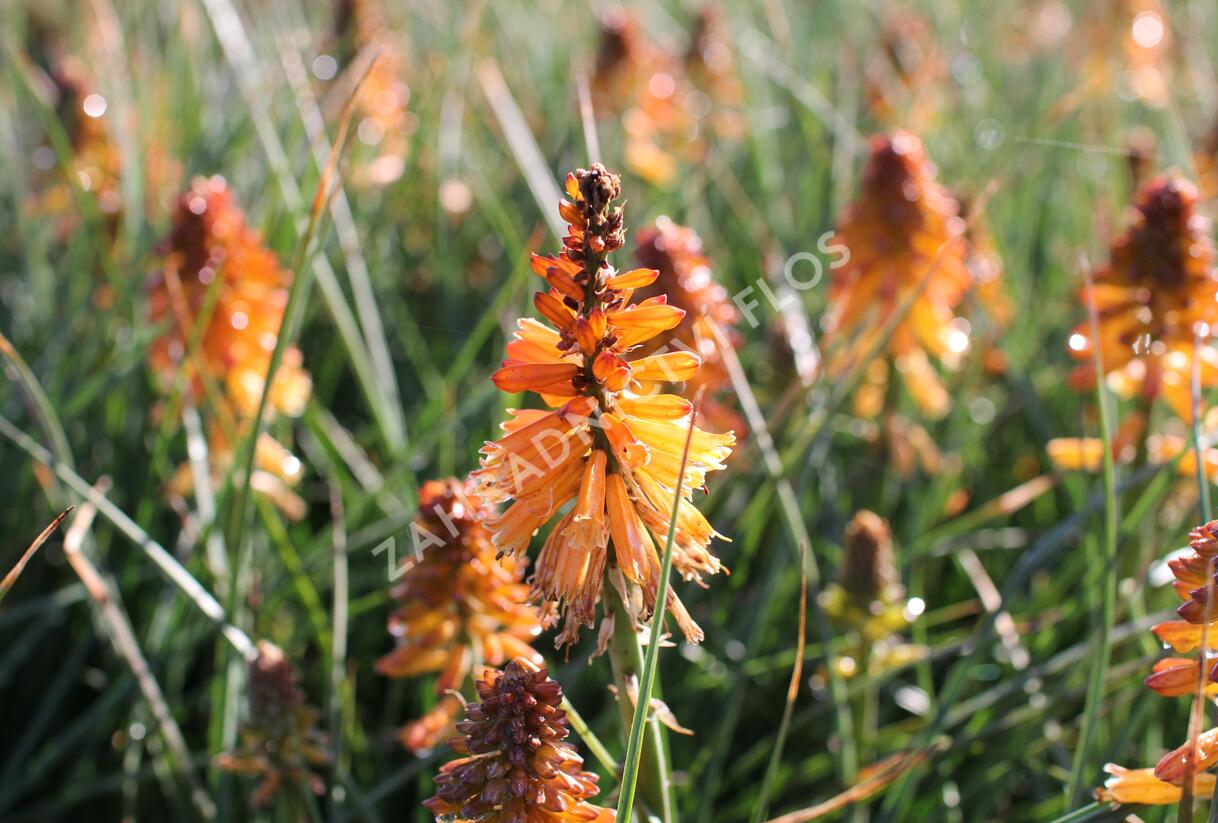 Kleopatřina jehla 'Poco Orange' - Kniphofia uvaria 'Poco Orange'
