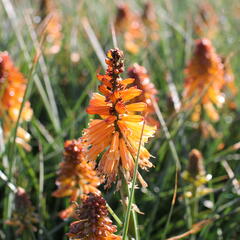 Kleopatřina jehla 'Poco Orange' - Kniphofia uvaria 'Poco Orange'