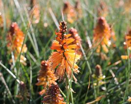 Kleopatřina jehla 'Poco Orange'
