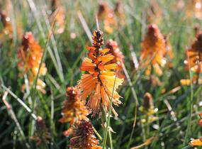 Kleopatřina jehla 'Poco Orange' - Kniphofia uvaria 'Poco Orange'