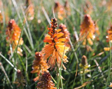 Kleopatřina jehla 'Poco Orange'