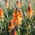Kniphofia uvaria 'Poco Orange'.JPG