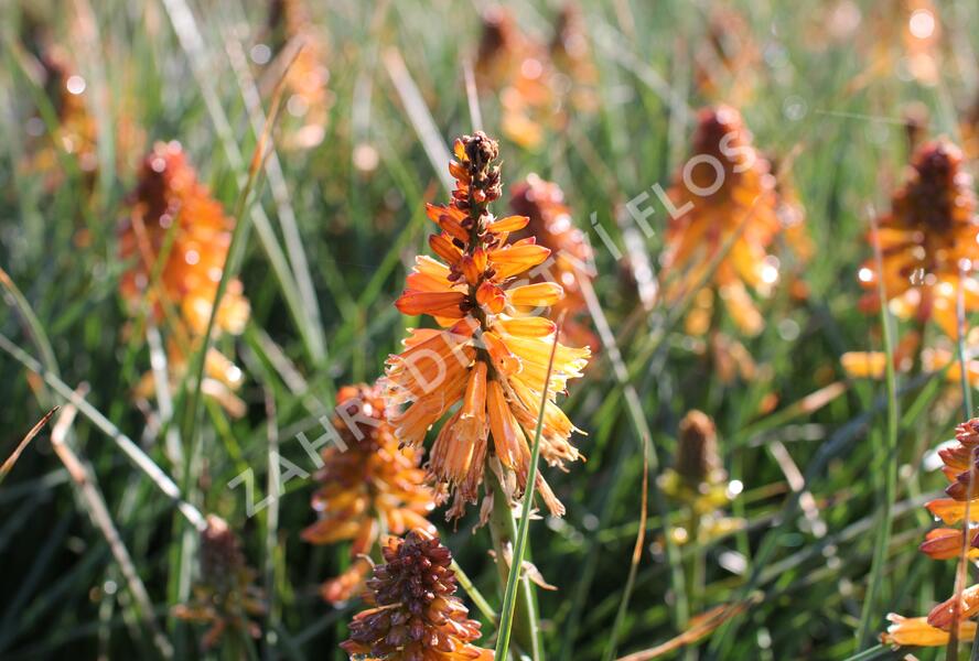 Kleopatřina jehla 'Poco Orange' - Kniphofia uvaria 'Poco Orange'