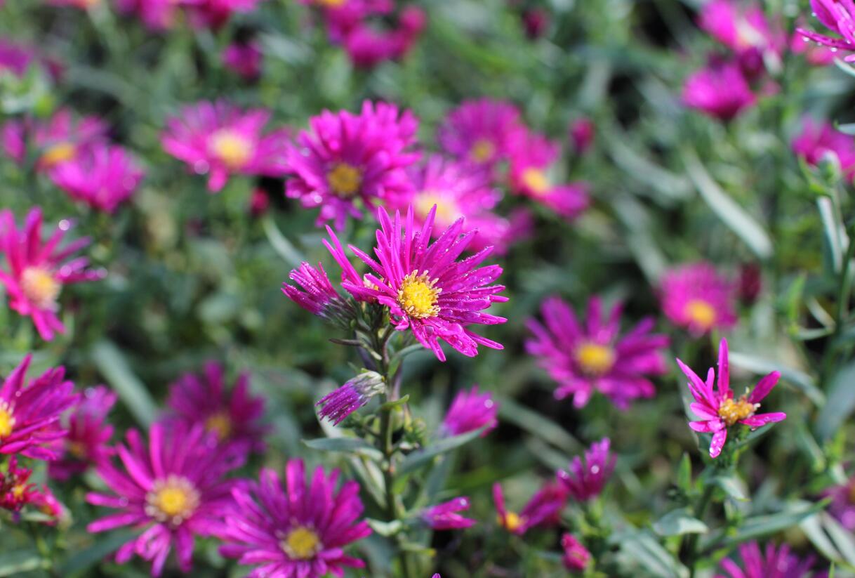 Hvězdnice novobelgická 'Crimson Brocade' - Aster novi-belgii 'Crimson Brocade'