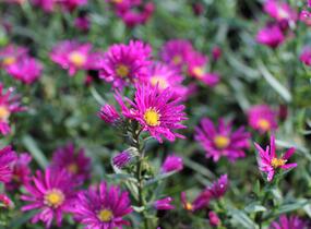 Hvězdnice novobelgická 'Crimson Brocade' - Aster novi-belgii 'Crimson Brocade'