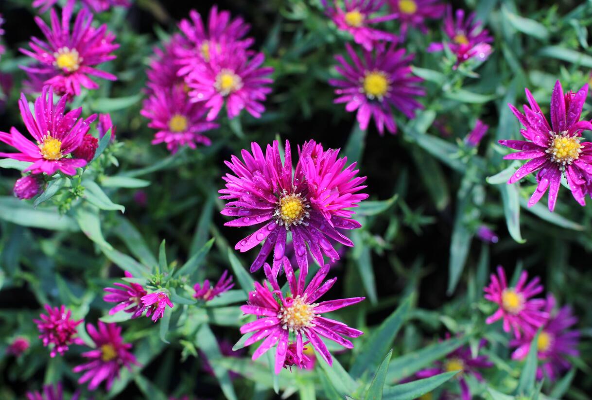 Hvězdnice novobelgická 'Crimson Brocade' - Aster novi-belgii 'Crimson Brocade'