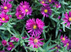 Hvězdnice novobelgická 'Crimson Brocade' - Aster novi-belgii 'Crimson Brocade'