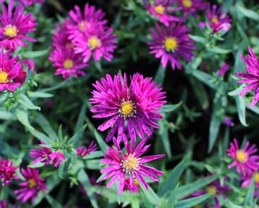 Hvězdnice novobelgická 'Crimson Brocade'