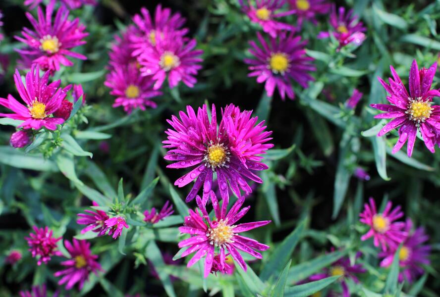 Hvězdnice novobelgická 'Crimson Brocade' - Aster novi-belgii 'Crimson Brocade'