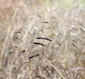 Moskytovka, butelua něžná - Bouteloua gracilis
