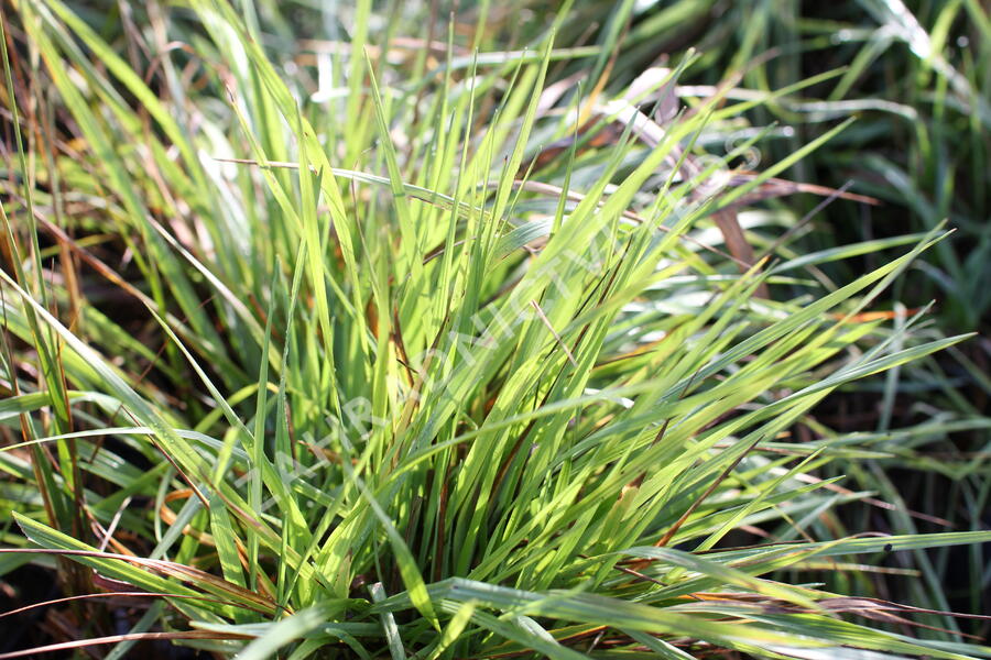 Třeslice prostřední 'Limouzi' - Briza media 'Limouzi'