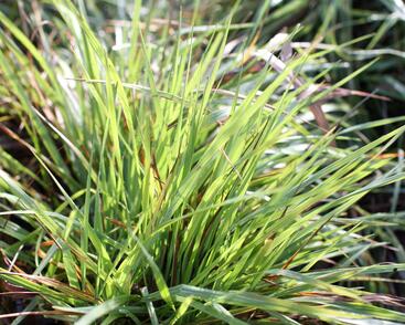 Třeslice prostřední 'Limouzi'