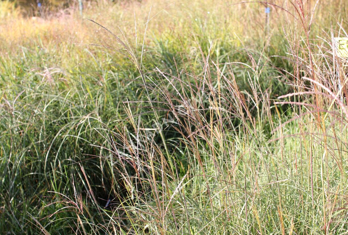 Ozdobnice čínská 'Yakushima Dwarf' - Miscanthus sinensis 'Yakushima Dwarf'