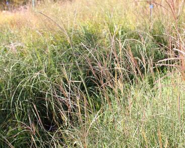 Ozdobnice čínská 'Yakushima Dwarf'