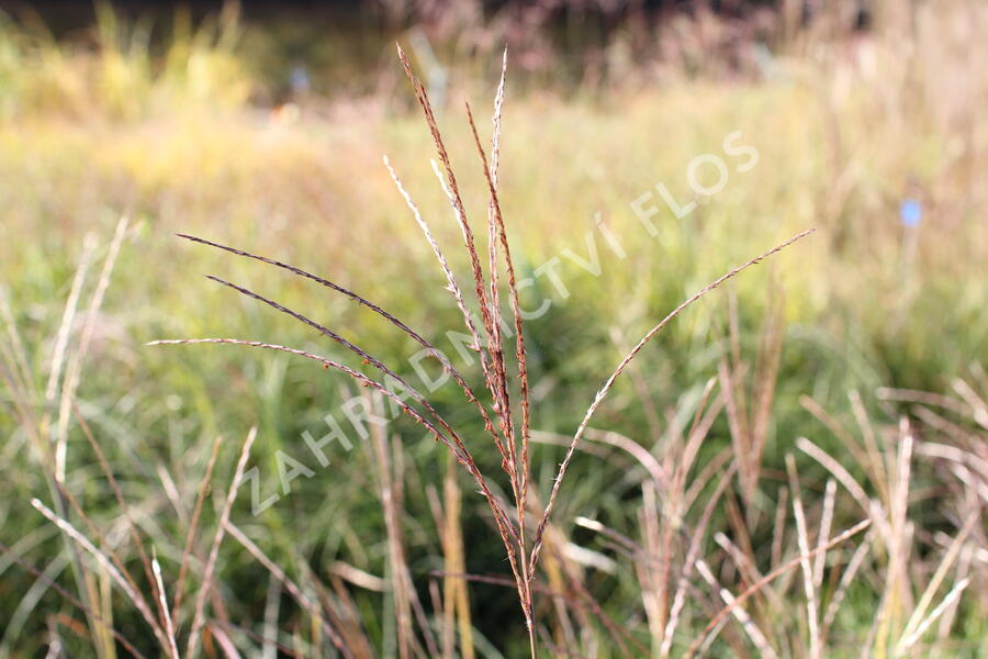 Ozdobnice čínská 'Yakushima Dwarf' - Miscanthus sinensis 'Yakushima Dwarf'