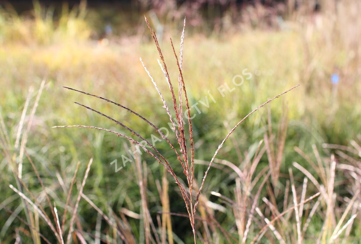 Ozdobnice čínská 'Yakushima Dwarf' - Miscanthus sinensis 'Yakushima Dwarf'