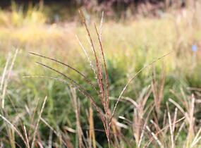 Ozdobnice čínská 'Yakushima Dwarf' - Miscanthus sinensis 'Yakushima Dwarf'