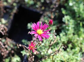 Hvězdnice novobelgická 'Sarah Ballard' - Aster novi-belgii 'Sarah Ballard'