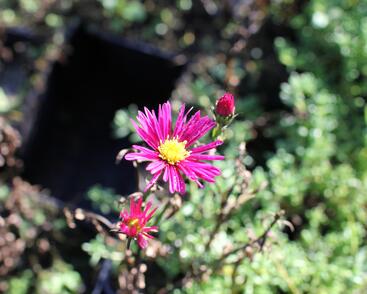 Hvězdnice novobelgická 'Sarah Ballard'