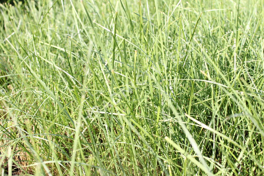 Kostřava atlasská - Festuca mairei