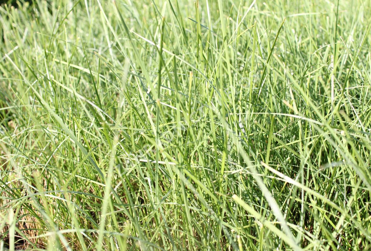 Kostřava atlasská - Festuca mairei