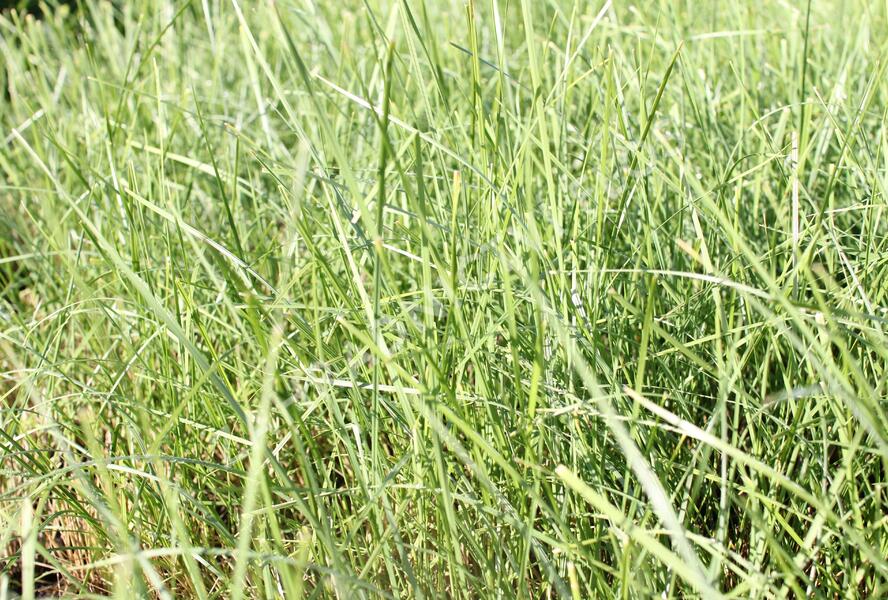 Kostřava atlasská - Festuca mairei