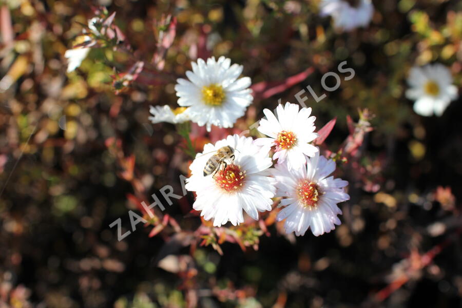 Hvězdnice novobelgická 'White Ladies' - Aster novi-belgii 'White Ladies'