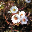Hvězdnice novobelgická 'White Ladies' - Aster novi-belgii 'White Ladies'