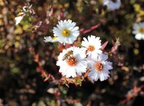 Hvězdnice novobelgická 'White Ladies' - Aster novi-belgii 'White Ladies'