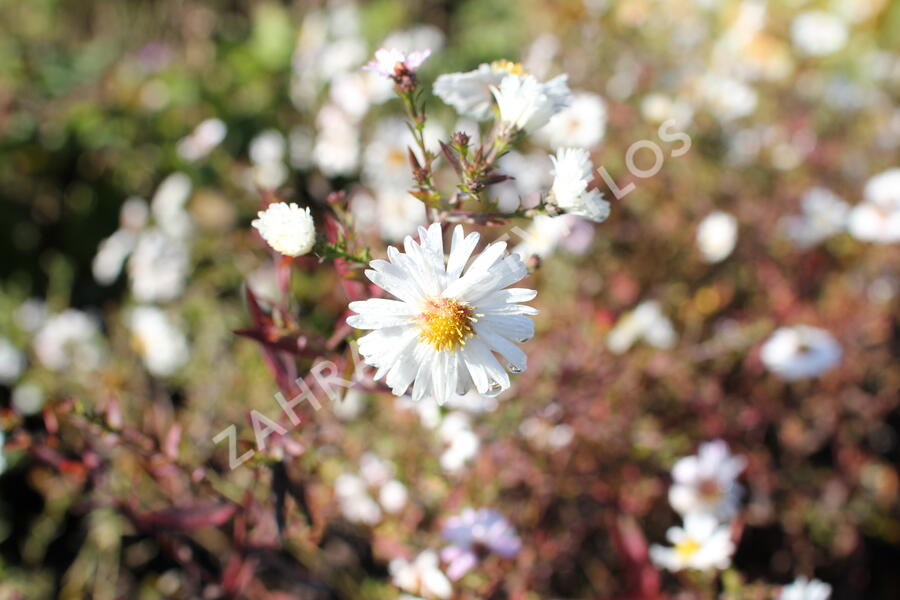 Hvězdnice novobelgická 'White Ladies' - Aster novi-belgii 'White Ladies'