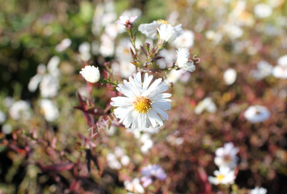 Hvězdnice novobelgická 'White Ladies' - Aster novi-belgii 'White Ladies'