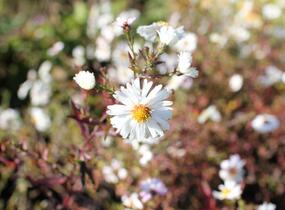 Hvězdnice novobelgická 'White Ladies' - Aster novi-belgii 'White Ladies'