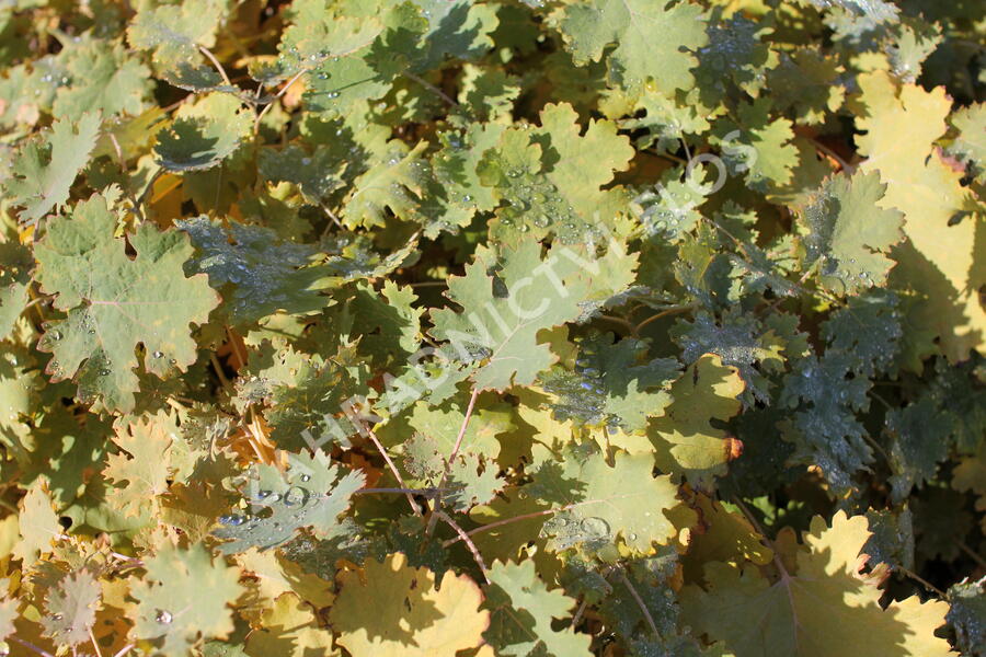 Makleja - Macleaya microcarpa (cordata)