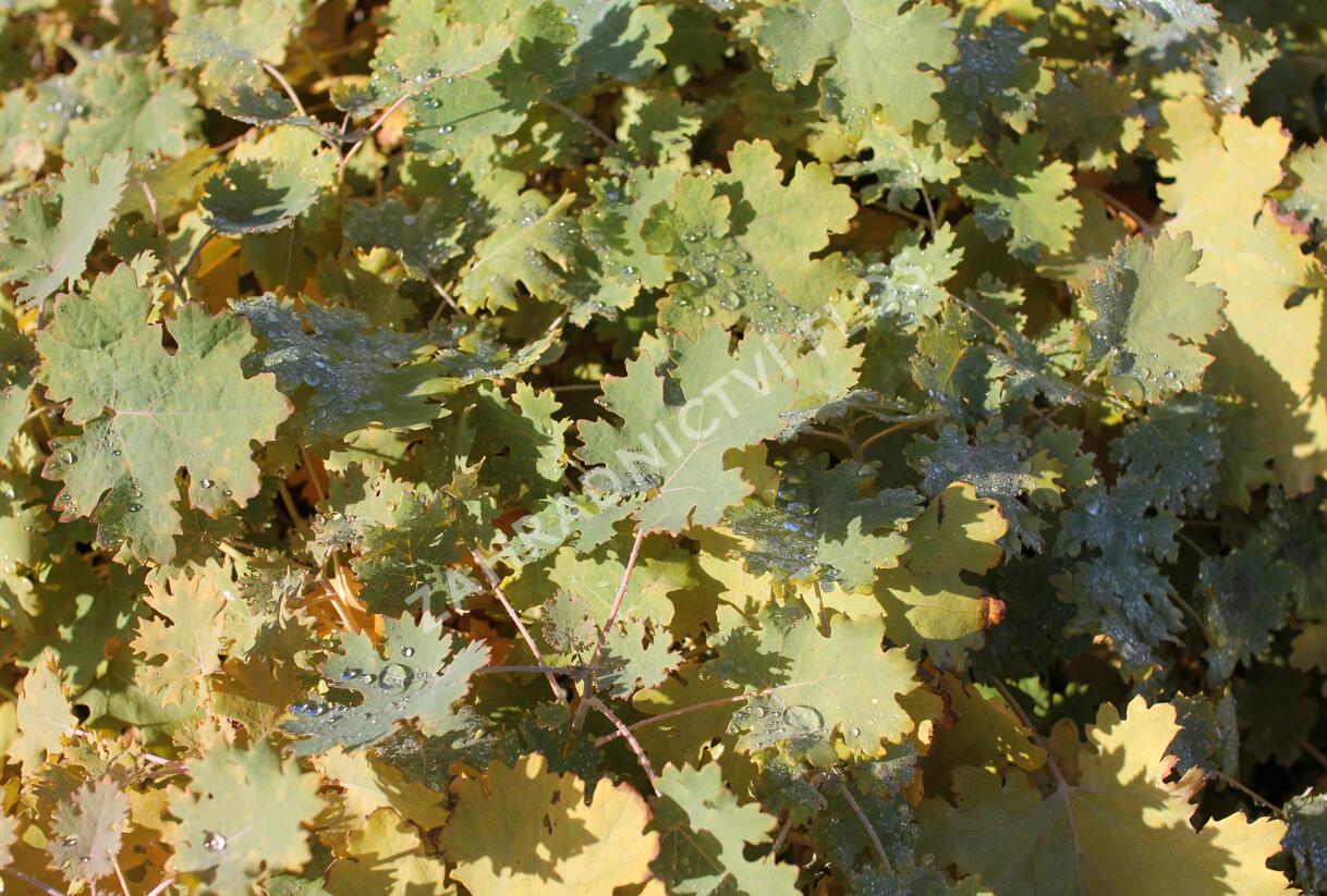 Makleja - Macleaya microcarpa (cordata)