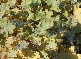 Makleja - Macleaya microcarpa (cordata)