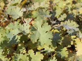 Makleja - Macleaya microcarpa (cordata)