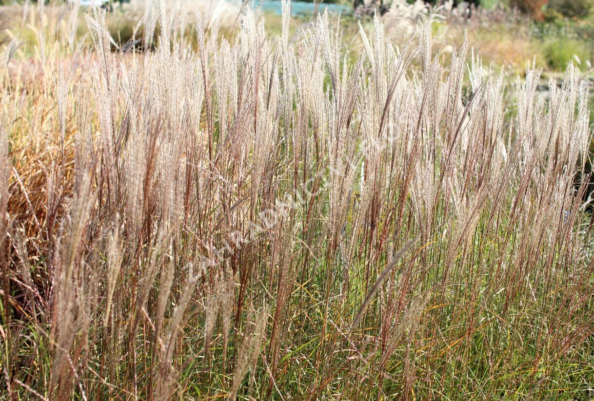Ozdobnice čínská 'Rotsilber' - Miscanthus sinensis 'Rotsilber'