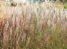 Ozdobnice čínská 'Rotsilber' - Miscanthus sinensis 'Rotsilber'