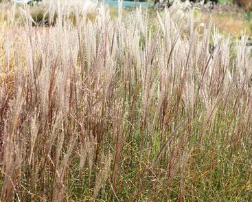 Ozdobnice čínská 'Rotsilber'