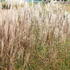 Miscanthus sinensis 'Rotsilber'_01.JPG