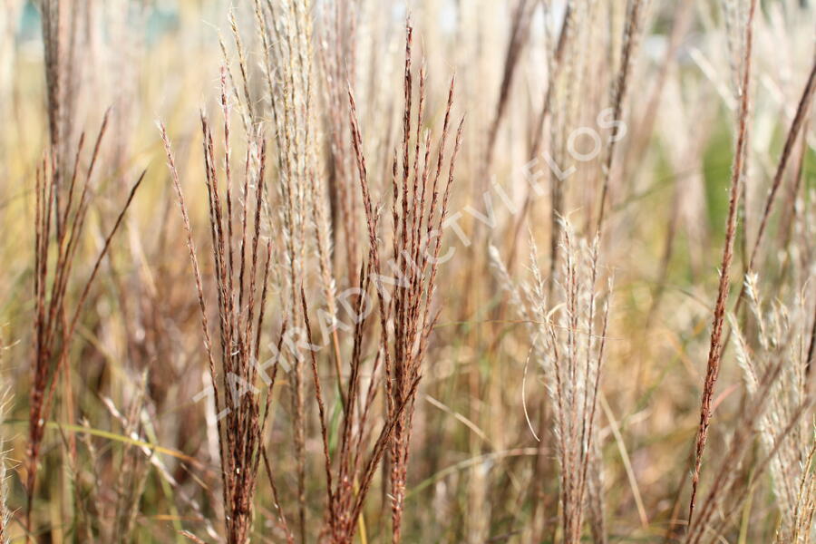 Ozdobnice čínská 'Rotsilber' - Miscanthus sinensis 'Rotsilber'