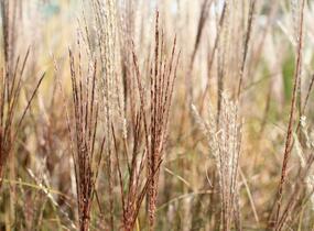 Ozdobnice čínská 'Rotsilber' - Miscanthus sinensis 'Rotsilber'