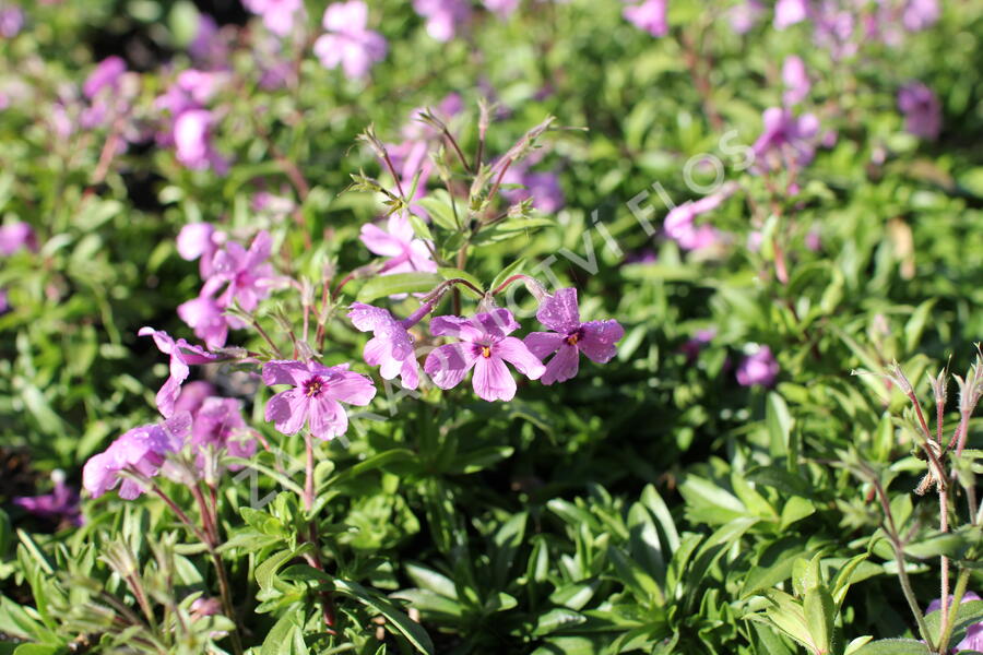 Plamenka 'Woodlander Pink' - Phlox hybrida 'Woodlander Pink'