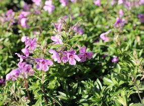 Plamenka 'Woodlander Pink' - Phlox hybrida 'Woodlander Pink'