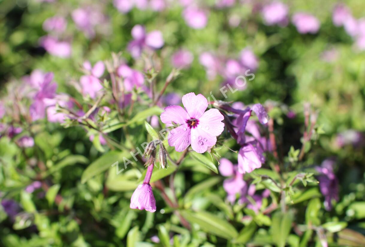 Plamenka 'Woodlander Pink' - Phlox hybrida 'Woodlander Pink'